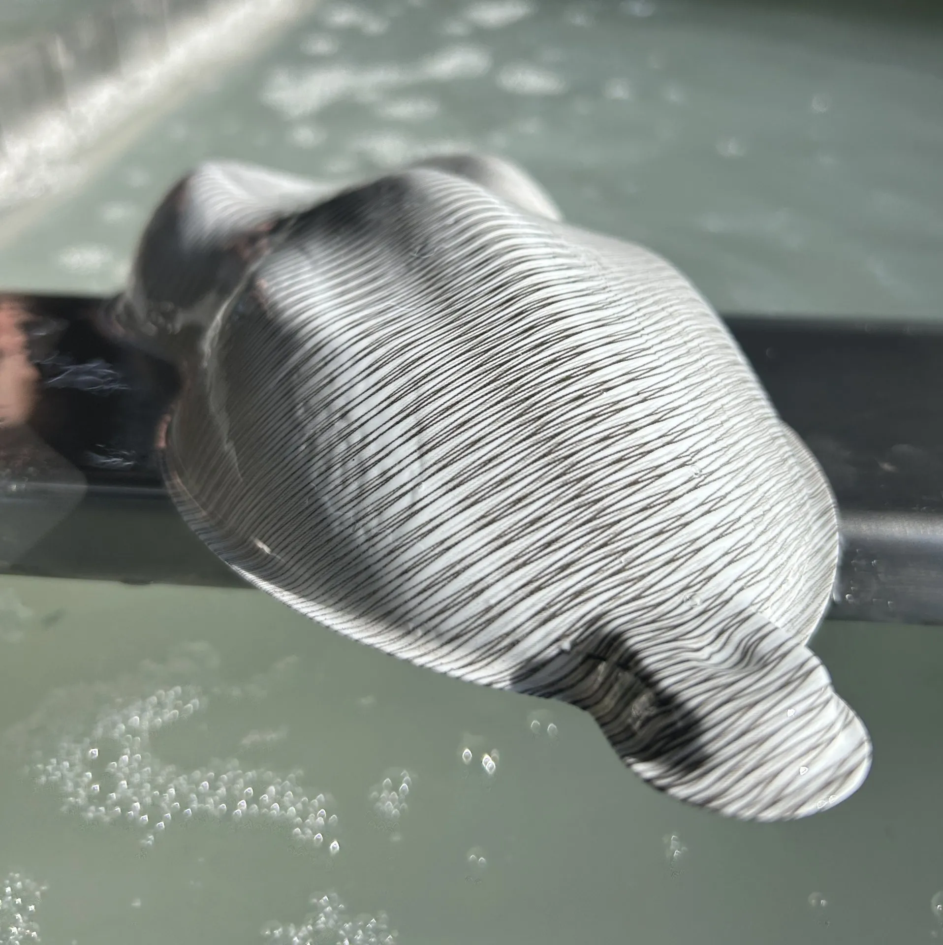 FC36